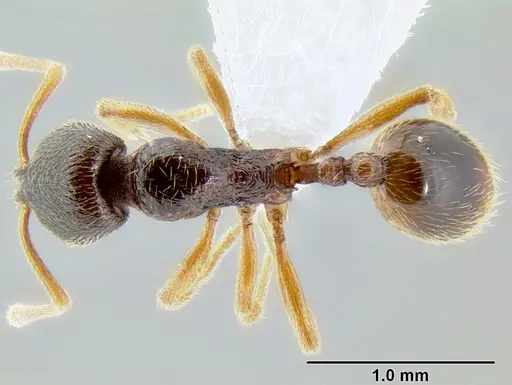 Stenamma ochrocnemis specimen