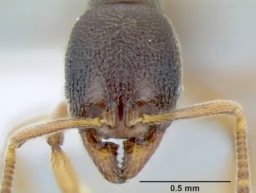 Stenamma ochrocnemis specimen