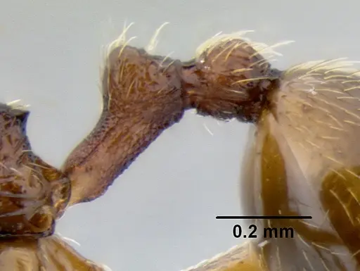 Stenamma ochrocnemis - CASENT0603793