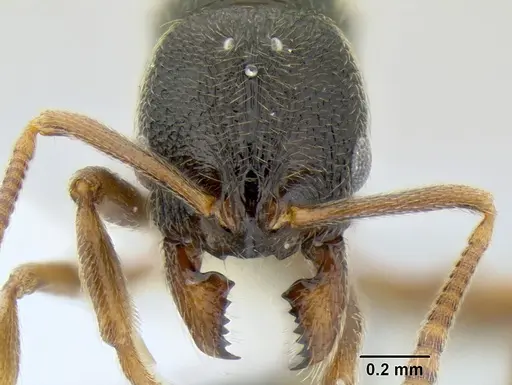 Stenamma ochrocnemis - CASENT0603800