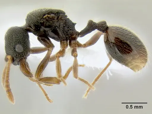 Stenamma ochrocnemis - CASENT0603800