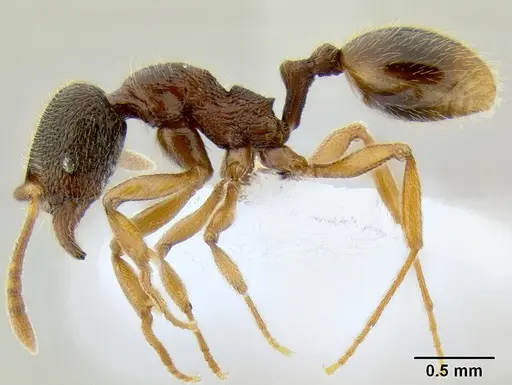 Stenamma ochrocnemis - CASENT0603884