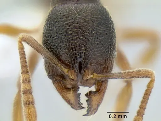 Stenamma ochrocnemis - CASENT0605044