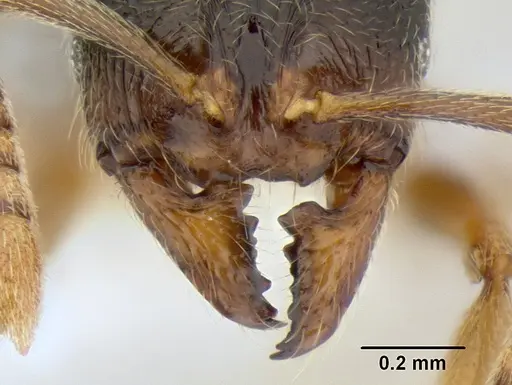 Stenamma ochrocnemis - CASENT0605044