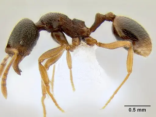 Stenamma ochrocnemis - CASENT0605044