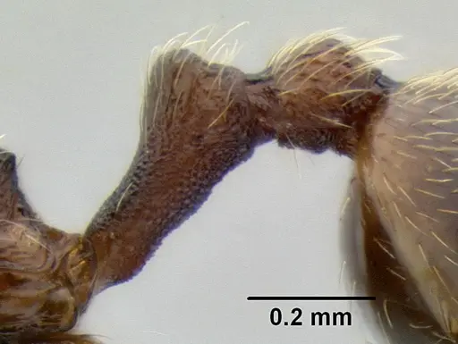 Stenamma ochrocnemis - CASENT0605044