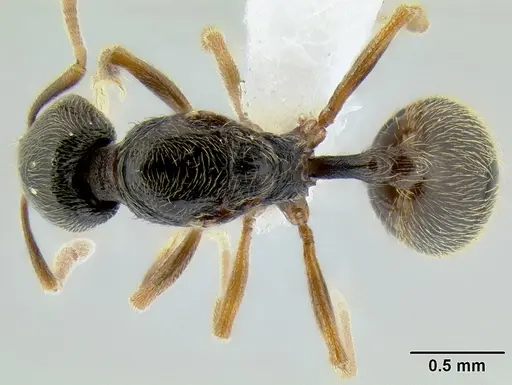 Stenamma ochrocnemis - CASENT0605057