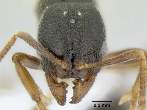 Stenamma ochrocnemis - CASENT0605057