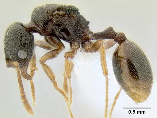 Stenamma ochrocnemis - CASENT0605057