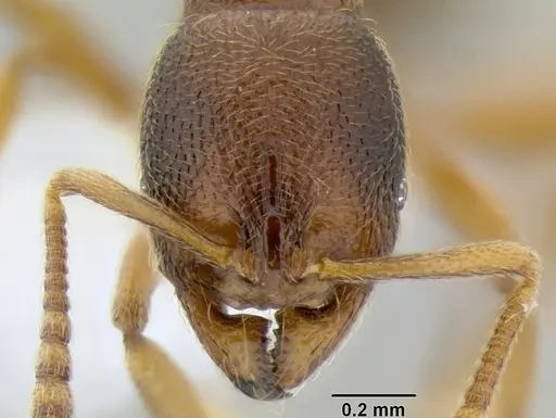 Stenamma ochrocnemis - CASENT0605066