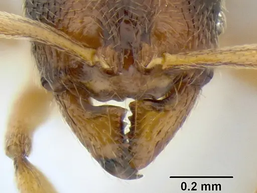 Stenamma ochrocnemis - CASENT0605066