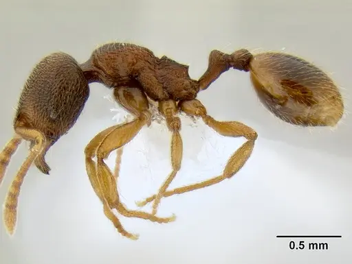 Stenamma ochrocnemis - CASENT0605066