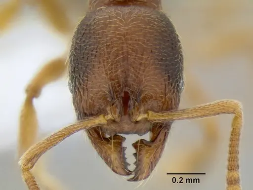 Stenamma ochrocnemis - CASENT0605129