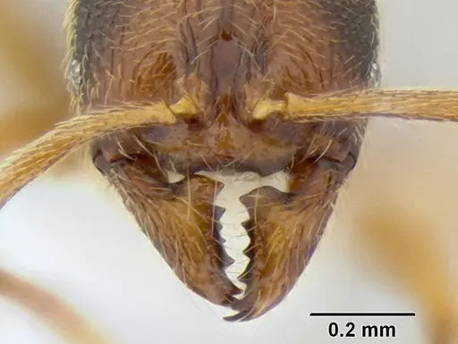 Stenamma ochrocnemis - CASENT0605129