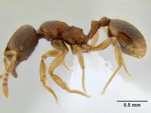 Stenamma ochrocnemis - CASENT0605129