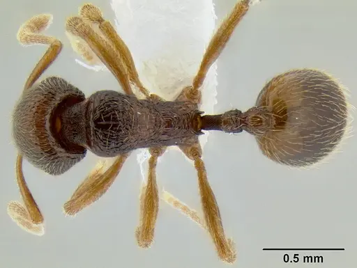 Stenamma ochrocnemis - CASENT0605175