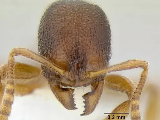 Stenamma ochrocnemis - CASENT0605175