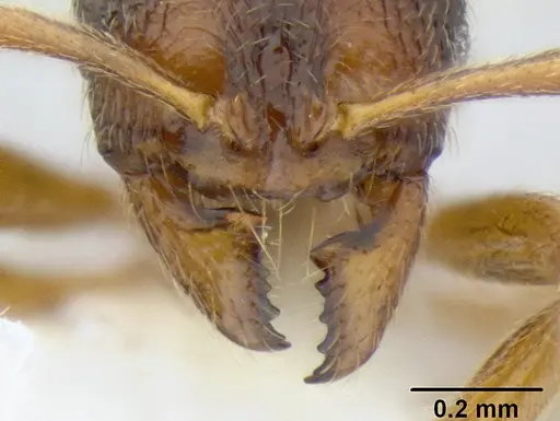 Stenamma ochrocnemis - CASENT0605175