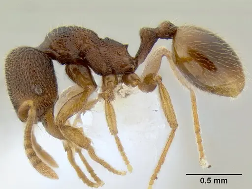 Stenamma ochrocnemis - CASENT0605175