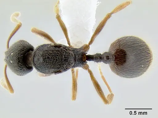 Stenamma ochrocnemis - CASENT0621449