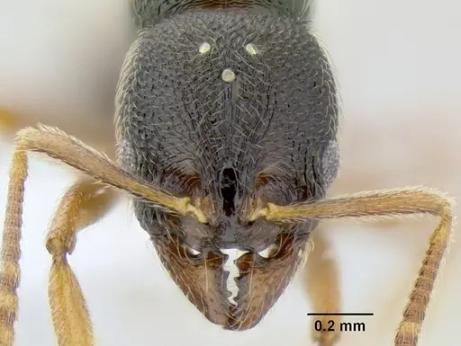 Stenamma ochrocnemis - CASENT0621449