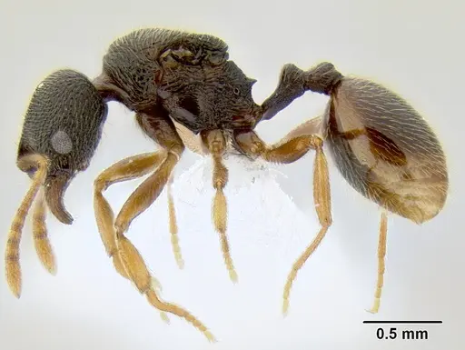 Stenamma ochrocnemis - CASENT0621449