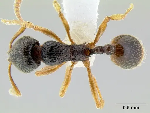 Stenamma ochrocnemis - CASENT0621468