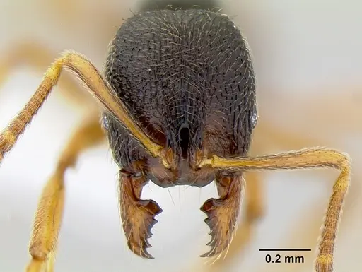 Stenamma ochrocnemis - CASENT0621468