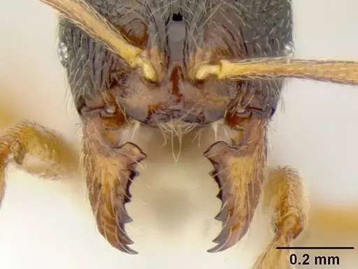 Stenamma ochrocnemis - CASENT0621468