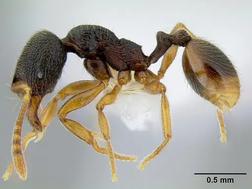 Stenamma ochrocnemis - CASENT0621468