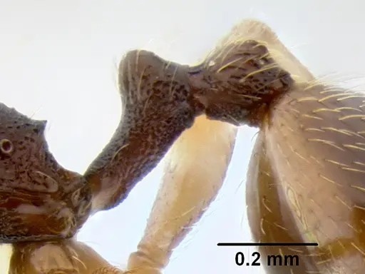 Stenamma ochrocnemis - CASENT0621468