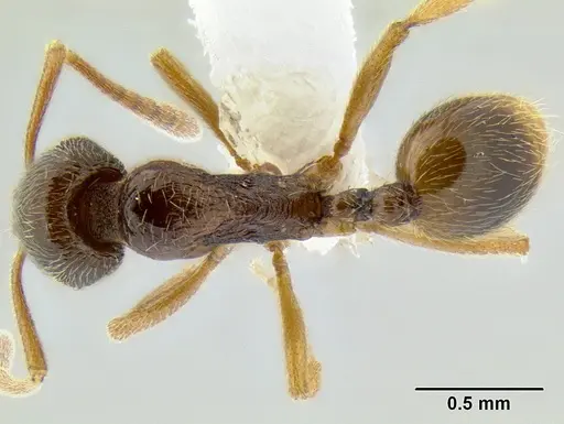 Stenamma ochrocnemis - CASENT0622160