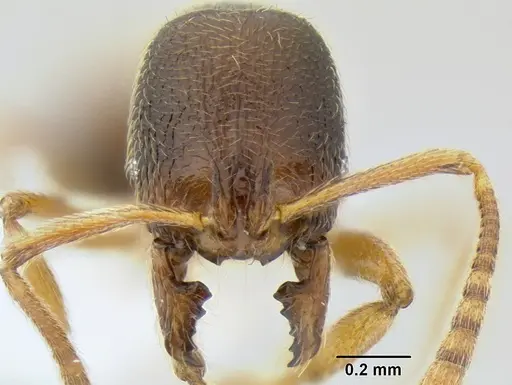 Stenamma ochrocnemis - CASENT0622160