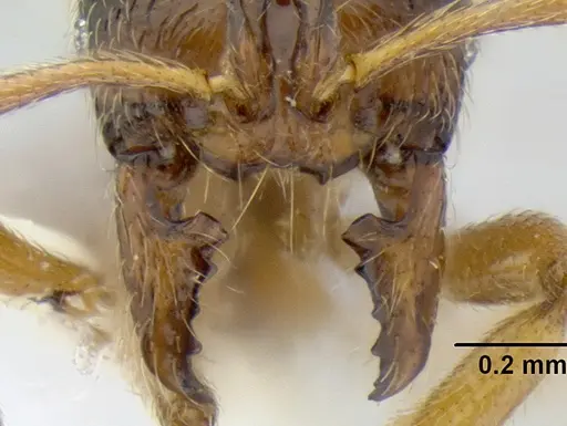 Stenamma ochrocnemis - CASENT0622160