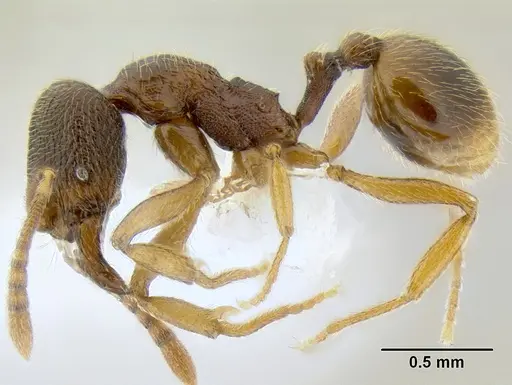 Stenamma ochrocnemis - CASENT0622160