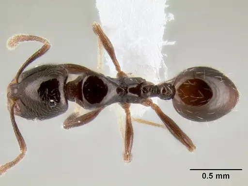 Stenamma pelophilum specimen