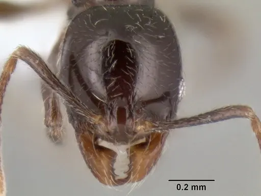 Stenamma pelophilum specimen