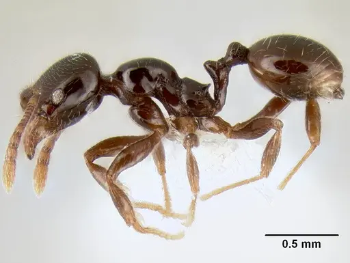 Stenamma pelophilum specimen