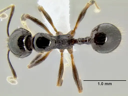 Stenamma pelophilum - CASENT0605428