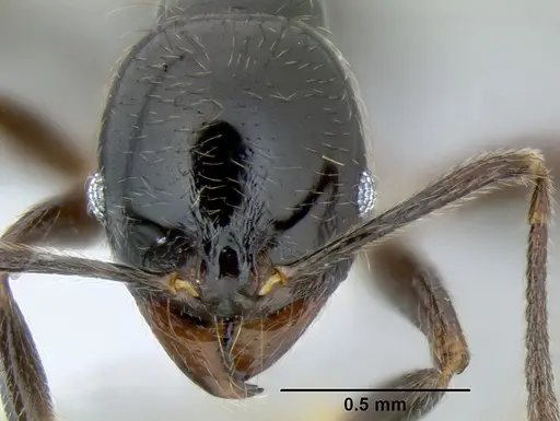 Stenamma pelophilum - CASENT0605428