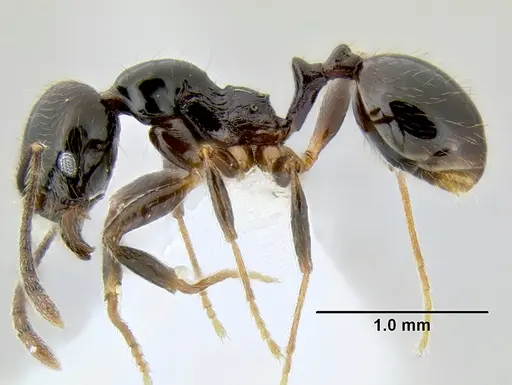 Stenamma pelophilum - CASENT0605428