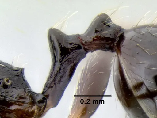 Stenamma pelophilum - CASENT0605428