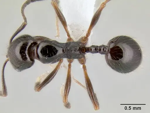 Stenamma pelophilum - CASENT0605452