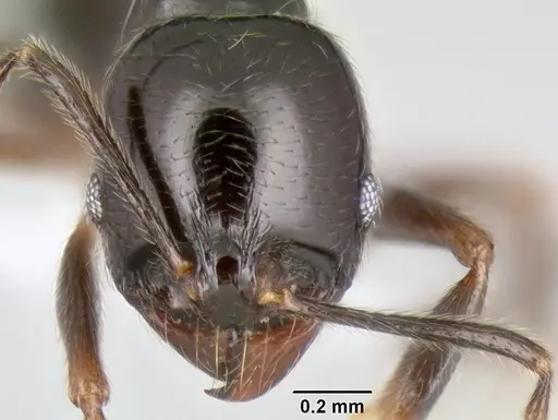 Stenamma pelophilum - CASENT0605452