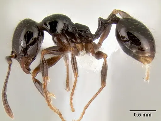 Stenamma pelophilum - CASENT0605452