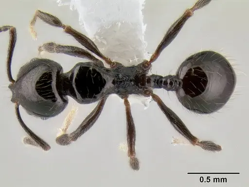 Stenamma pelophilum - CASENT0605516