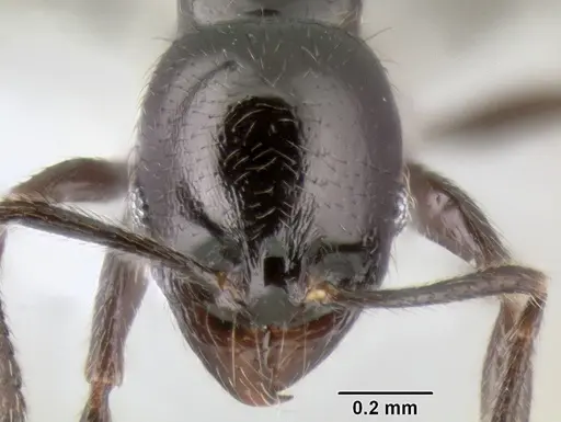 Stenamma pelophilum - CASENT0605516