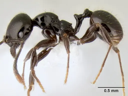 Stenamma pelophilum - CASENT0605516