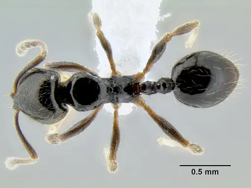 Stenamma pelophilum - CASENT0605613