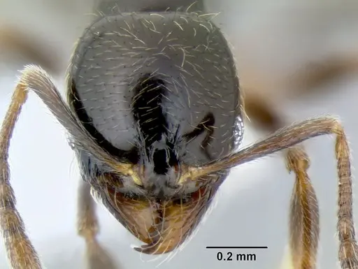 Stenamma pelophilum - CASENT0605613